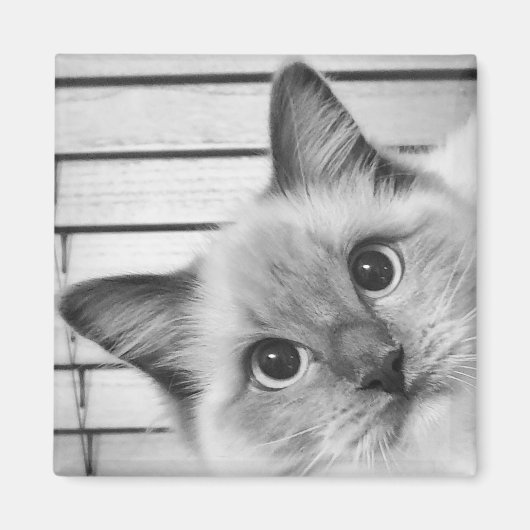 Ragdoll Alert. Magneet (Voorkant)