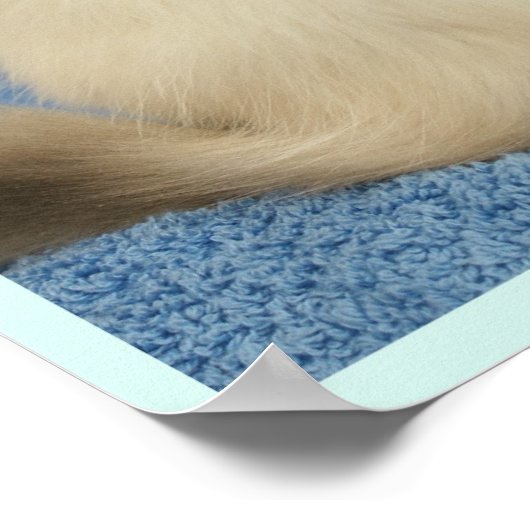 Ragdoll baby poster (Hoek)