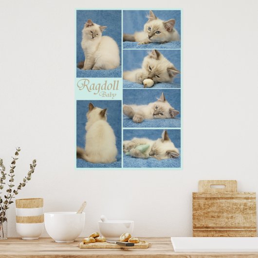 Ragdoll baby poster (Keuken)
