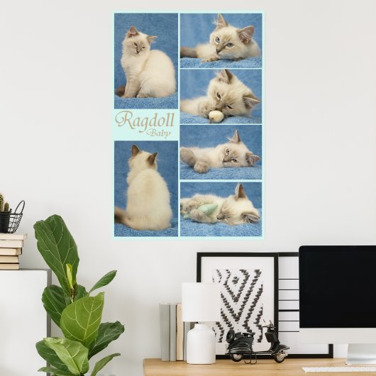 Ragdoll baby poster (Thuiskantoor)