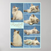 Ragdoll baby poster (Voorkant)