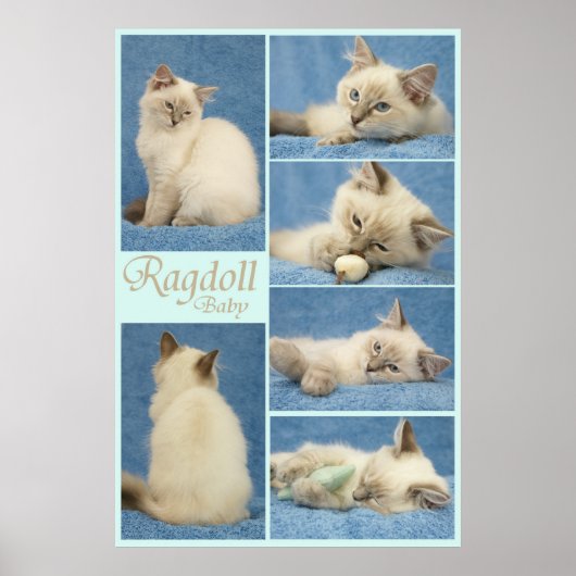 Ragdoll baby poster (Voorkant)
