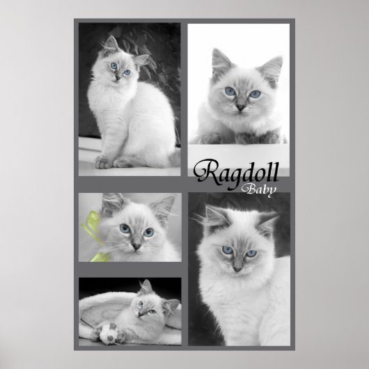 ragdoll baby poster 2 (Voorkant)