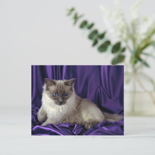 Ragdoll, blauw punt briefkaart (Staand voorkant)