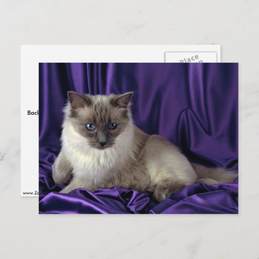 Ragdoll, blauw punt briefkaart (Voorkant / Achterkant)