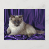 Ragdoll, blauw punt briefkaart (Voorkant)