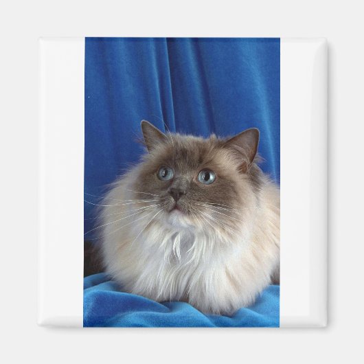 Ragdoll, blauw punt magneet (Voorkant)