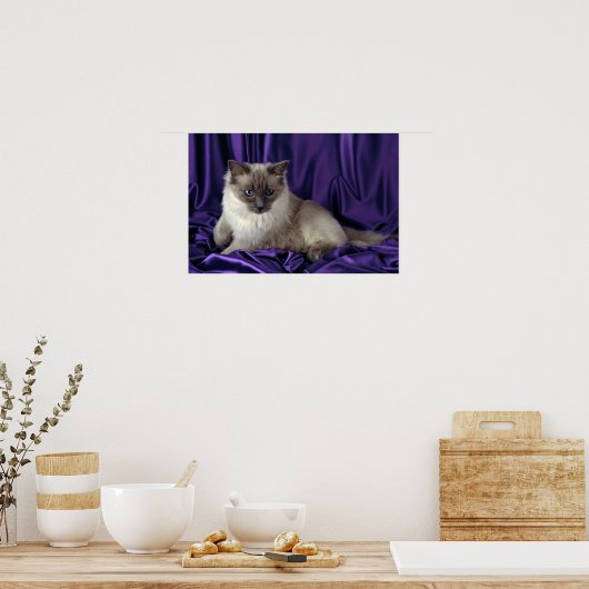 Ragdoll, blauw punt poster (Keuken)