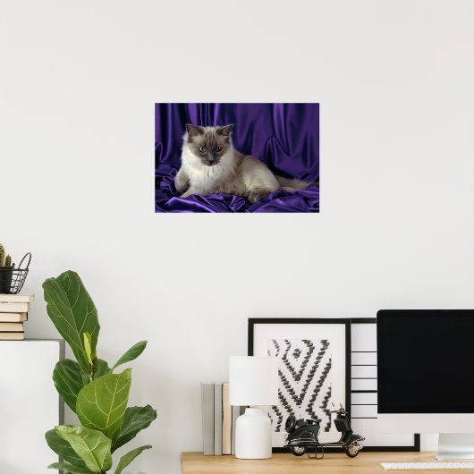 Ragdoll, blauw punt poster (Thuiskantoor)