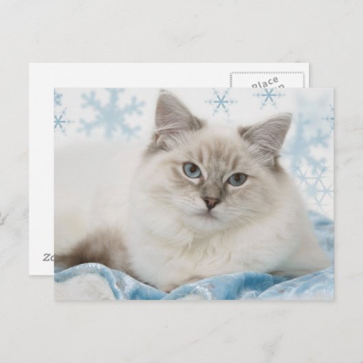 ragdoll briefkaart (Voorkant / Achterkant)