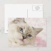 ragdoll briefkaart (Voorkant / Achterkant)