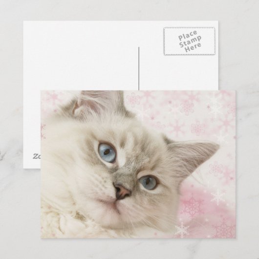 ragdoll briefkaart (Voorkant / Achterkant)