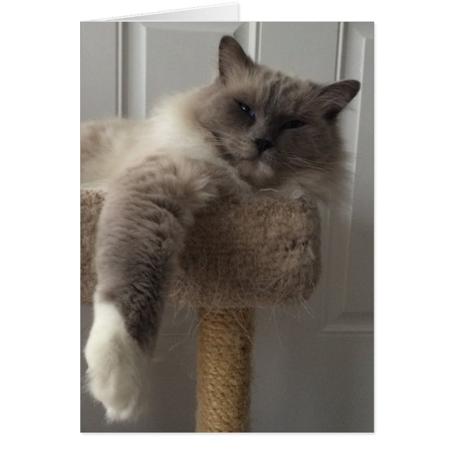 Ragdoll Cat (Voorkant)