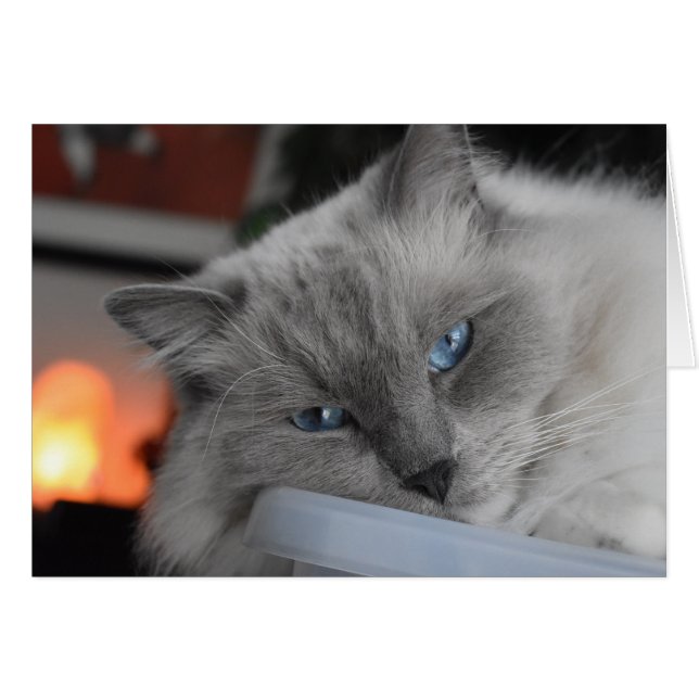 Ragdoll Cat (Voorkant Horizontaal)