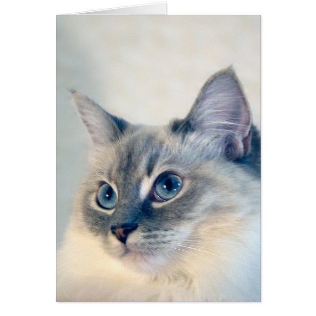 Ragdoll Cat #2018 Card (Voorkant)