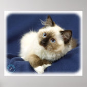 Ragdoll Cat 9W082D-011 Poster (Voorkant)