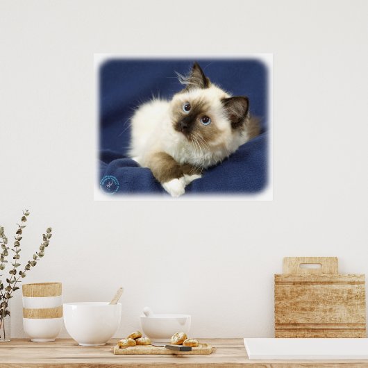 Ragdoll Cat 9W082D-011 Poster (Keuken)