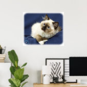 Ragdoll Cat 9W082D-011 Poster (Thuiskantoor)