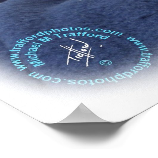 Ragdoll Cat 9W082D-011 Poster (Hoek)