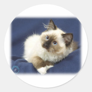 Ragdoll Cat 9W082D-011 Ronde Sticker