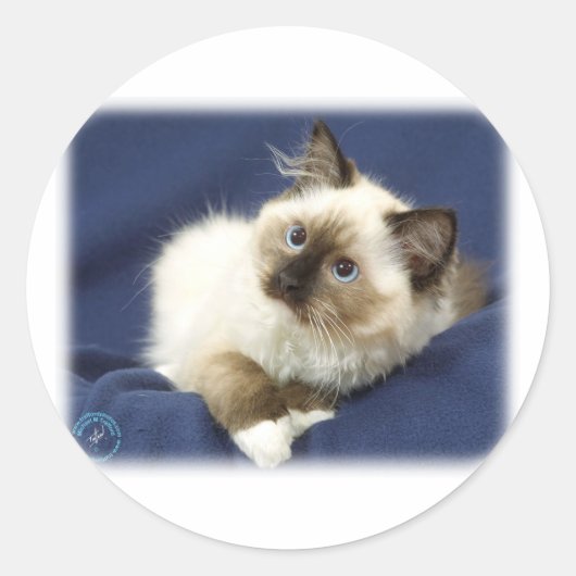 Ragdoll Cat 9W082D-011 Ronde Sticker (Voorkant)