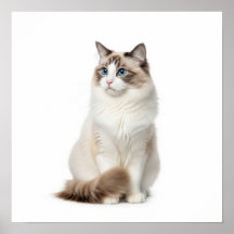 Ragdoll Cat Art