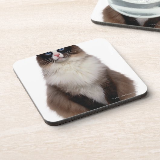 Ragdoll Cat Bier Onderzetter (Linkerzijde)