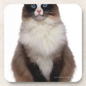 Ragdoll Cat Bier Onderzetter (Voorkant)