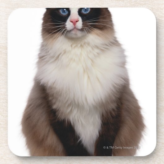 Ragdoll Cat Bier Onderzetter (Voorkant)
