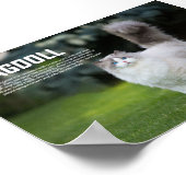 Ragdoll Cat Breed Poster (Hoek)