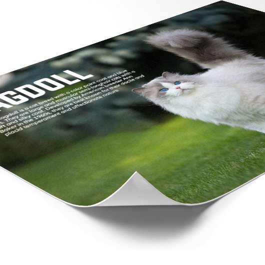 Ragdoll Cat Breed Poster (Hoek)