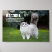 Ragdoll Cat Breed Poster (Voorkant)