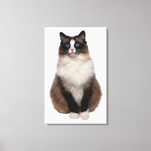 Ragdoll Cat Canvas Afdruk