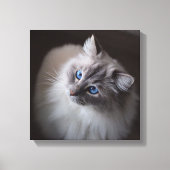 Ragdoll Cat Canvas - Millie's Blue Eyes Afdruk (Voorkant)