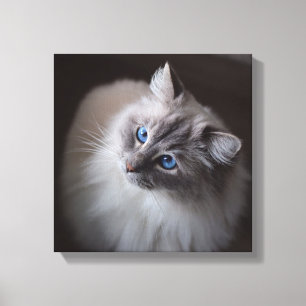 Ragdoll Cat Canvas - Millie's Blue Eyes Afdruk