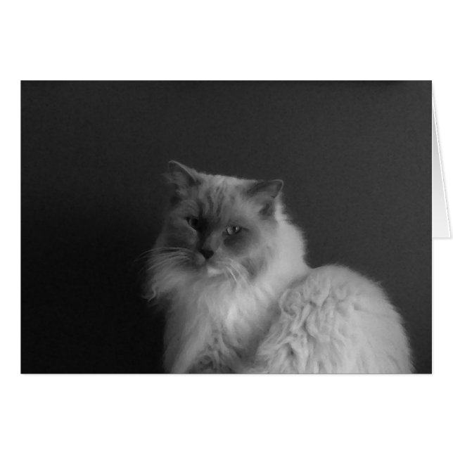 Ragdoll Cat, Card (Voorkant Horizontaal)