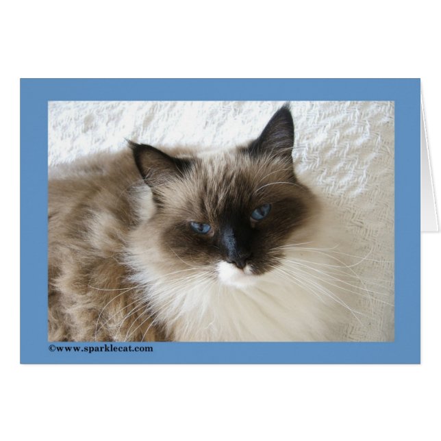 Ragdoll Cat Card (Voorkant Horizontaal)