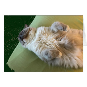 Ragdoll Cat Couch Potato
