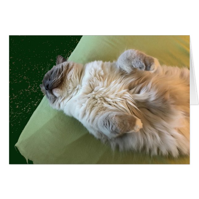 Ragdoll Cat Couch Potato (Voorkant Horizontaal)