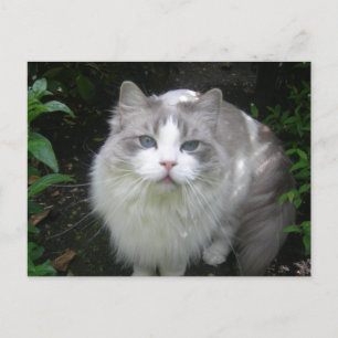 Ragdoll Cat DIY Briefkaart