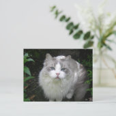 Ragdoll Cat DIY Briefkaart (Staand voorkant)