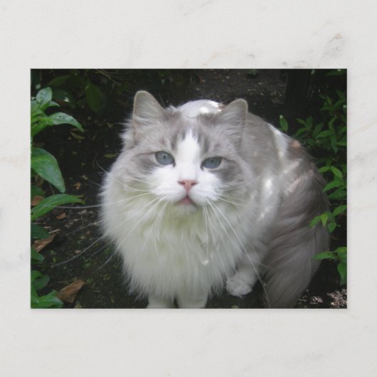 Ragdoll Cat DIY Briefkaart (Voorkant)