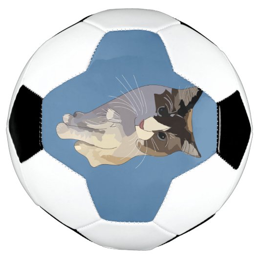 Ragdoll cat, Dusty Blue Voetbal (Gedraaid)