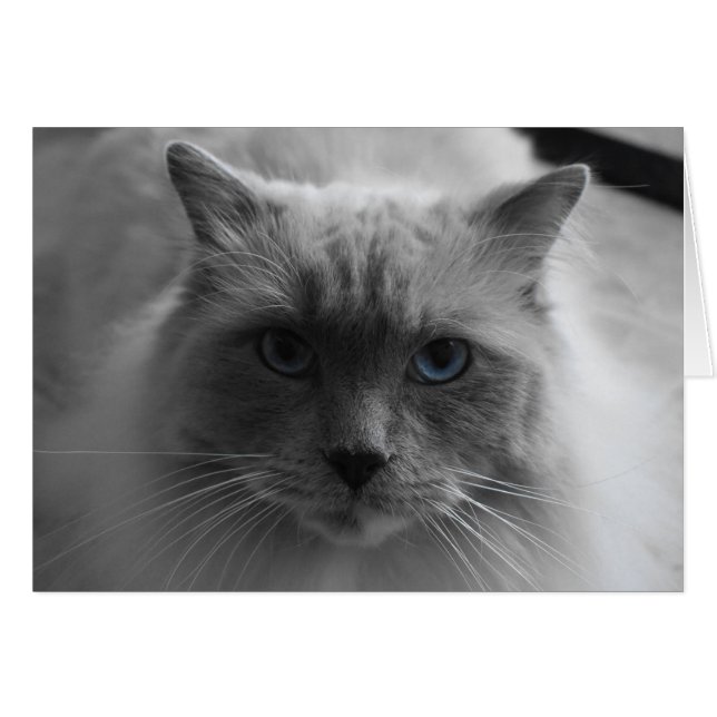 Ragdoll Cat / geïsoleerde kleur (Voorkant Horizontaal)