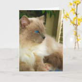Ragdoll Cat Kaart (Gele Bloem)