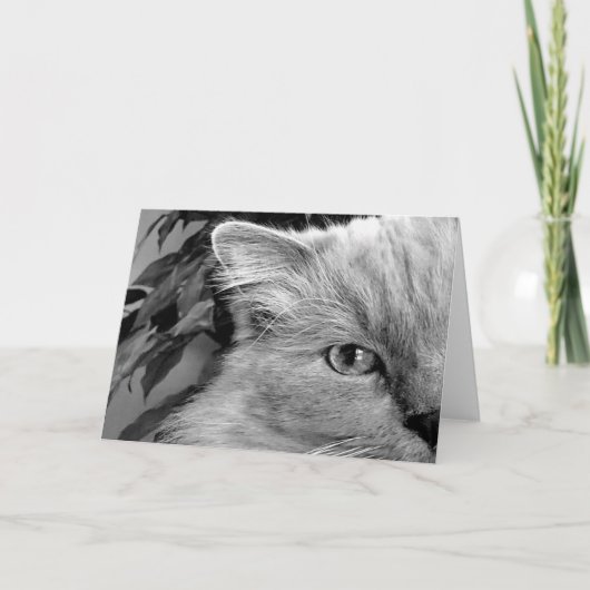 Ragdoll Cat, kaart (Voorkant)