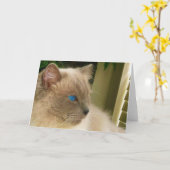 Ragdoll Cat Kaart (Gele Bloem)