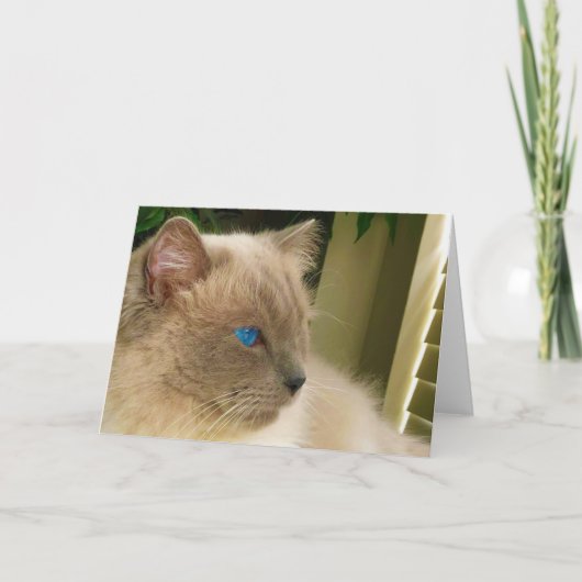 Ragdoll Cat Kaart (Voorkant)