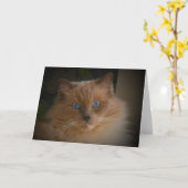 Ragdoll Cat Kaart (Gele Bloem)