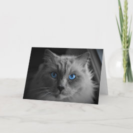 Ragdoll Cat, kaart